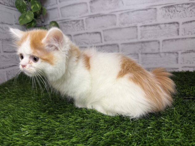 岡山県のマンチカン (アミーゴ妹尾店/2025年10月2日生まれ/女の子/レッドタビーホワイト)の子猫の2枚目の画像