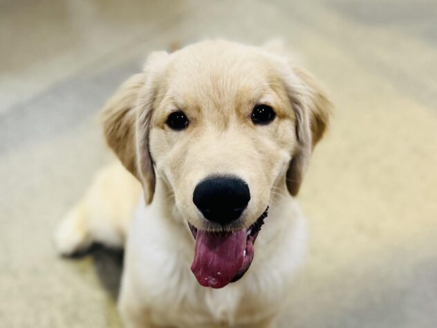 高知県のゴールデンレトリバー (ワンキャラット アミーゴ高知店/2025年7月31日生まれ/男の子/ゴールド)の子犬の1枚目の画像