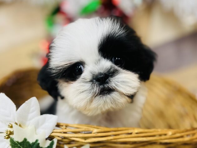 高知県のシーズー (ワンキャラット アミーゴ高知店/2025年9月30日生まれ/男の子/ホワイトブラック)の子犬の1枚目の画像