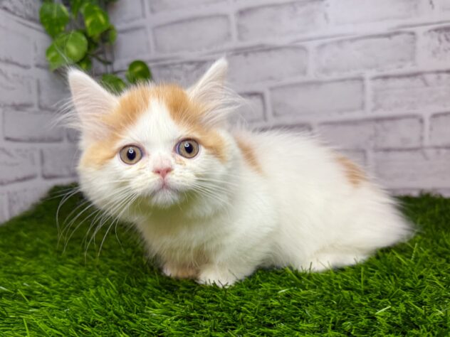 岡山県のマンチカン (アミーゴ妹尾店/2025年10月2日生まれ/女の子/レッドタビーホワイト)の子猫の1枚目の画像