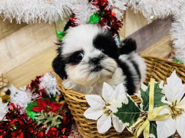 高知県のシーズー (ワンキャラット アミーゴ高知店/2025年9月30日生まれ/男の子/ホワイトブラック)の子犬の4枚目の画像