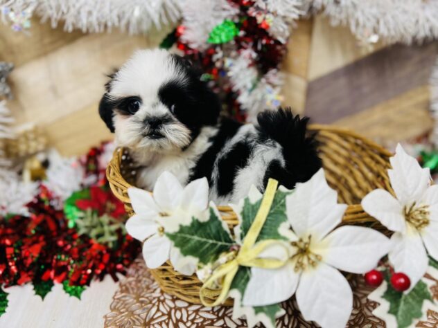 高知県のシーズー (ワンキャラット アミーゴ高知店/2025年9月30日生まれ/男の子/ホワイトブラック)の子犬の3枚目の画像