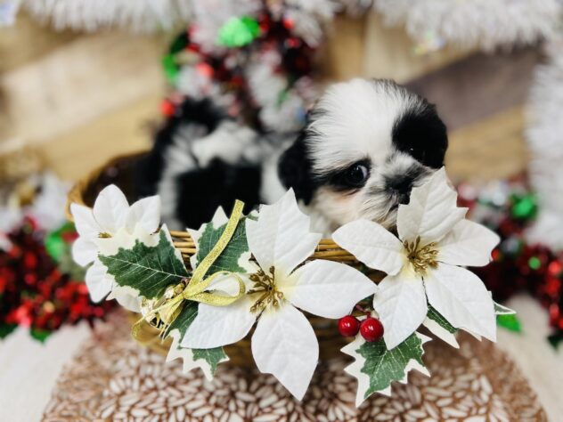 高知県のシーズー (ワンキャラット アミーゴ高知店/2025年9月30日生まれ/男の子/ホワイトブラック)の子犬の2枚目の画像
