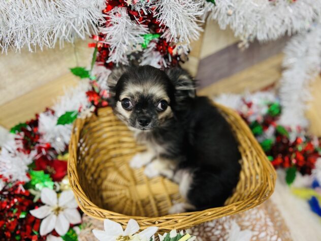 高知県のチワワ(ロング) (ワンキャラット アミーゴ高知店/2025年8月17日生まれ/男の子/ブラックホワイトタン)の子犬の4枚目の画像
