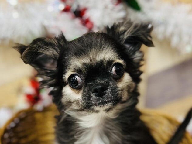 高知県のチワワ(ロング) (ワンキャラット アミーゴ高知店/2025年8月17日生まれ/男の子/ブラックホワイトタン)の子犬の1枚目の画像