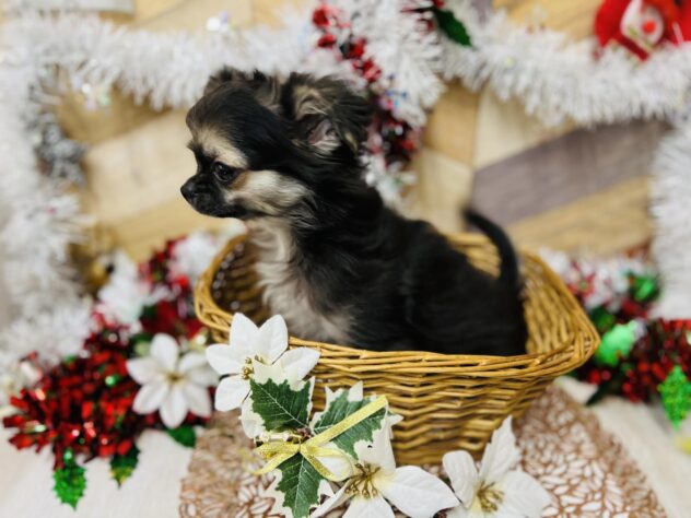 高知県のチワワ(ロング) (ワンキャラット アミーゴ高知店/2025年8月17日生まれ/男の子/ブラックホワイトタン)の子犬の3枚目の画像