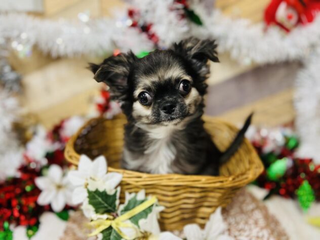 高知県のチワワ(ロング) (ワンキャラット アミーゴ高知店/2025年8月17日生まれ/男の子/ブラックホワイトタン)の子犬の2枚目の画像