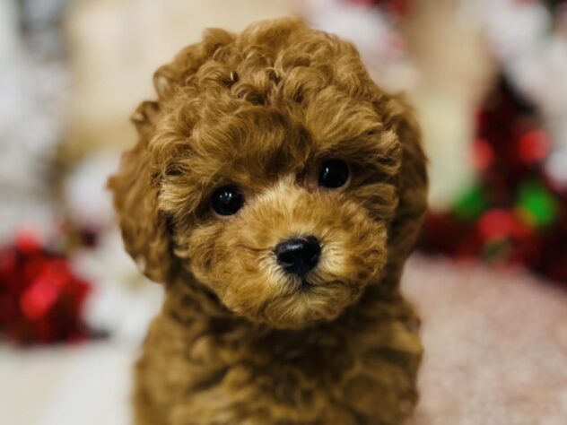 高知県のトイプードル(トイ) (ワンキャラット アミーゴ高知店/2025年10月12日生まれ/女の子/オレンジフォーン)の子犬の1枚目の画像