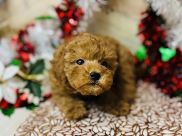 高知県のトイプードル(トイ) (ワンキャラット アミーゴ高知店/2025年10月12日生まれ/女の子/オレンジフォーン)の子犬の4枚目の画像