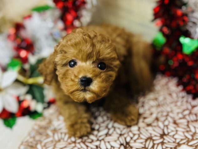 高知県のトイプードル(トイ) (ワンキャラット アミーゴ高知店/2025年10月12日生まれ/女の子/オレンジフォーン)の子犬の4枚目の画像