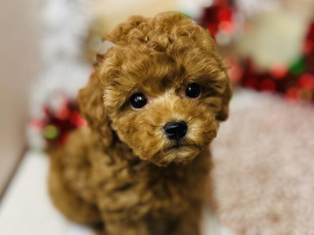 高知県のトイプードル(トイ) (ワンキャラット アミーゴ高知店/2025年10月12日生まれ/女の子/オレンジフォーン)の子犬の3枚目の画像