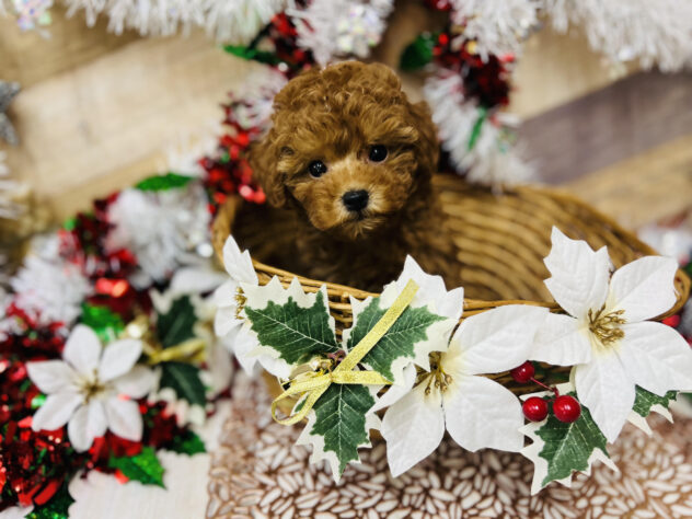 高知県のトイプードル(トイ) (ワンキャラット アミーゴ高知店/2025年10月12日生まれ/女の子/オレンジフォーン)の子犬の2枚目の画像