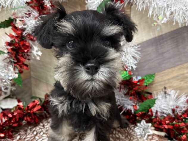高知県のミニチュアシュナウザー (ワンキャラット アミーゴ高知店/2025年10月11日生まれ/男の子/ブラックシルバー)の子犬の1枚目の画像
