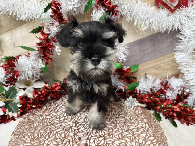 高知県のミニチュアシュナウザー (ワンキャラット アミーゴ高知店/2025年10月11日生まれ/男の子/ブラックシルバー)の子犬の2枚目の画像