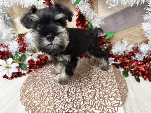 高知県のミニチュアシュナウザー (ワンキャラット アミーゴ高知店/2025年10月11日生まれ/男の子/ブラックシルバー)の子犬の4枚目の画像