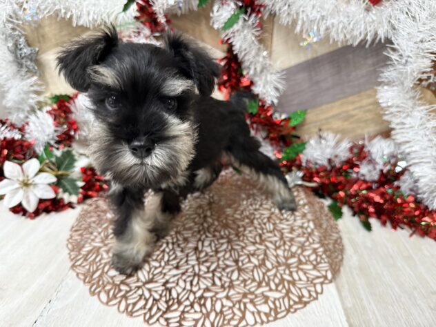 高知県のミニチュアシュナウザー (ワンキャラット アミーゴ高知店/2025年10月11日生まれ/男の子/ブラックシルバー)の子犬の3枚目の画像