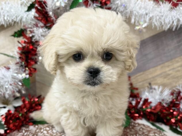 高知県のハーフ犬・ミックス犬 (ワンキャラット アミーゴ高知店/2025年10月14日生まれ/女の子/クリーム)の子犬の1枚目の画像