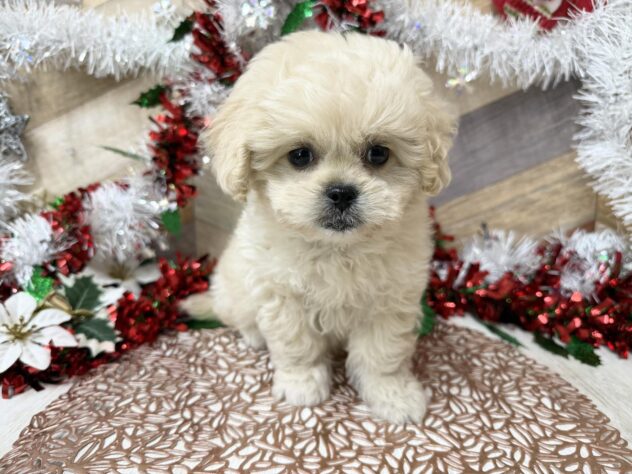 高知県のハーフ犬・ミックス犬 (ワンキャラット アミーゴ高知店/2025年10月14日生まれ/女の子/クリーム)の子犬の2枚目の画像