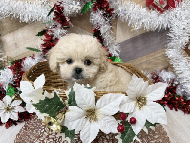 高知県のハーフ犬・ミックス犬 (ワンキャラット アミーゴ高知店/2025年10月14日生まれ/女の子/クリーム)の子犬の3枚目の画像