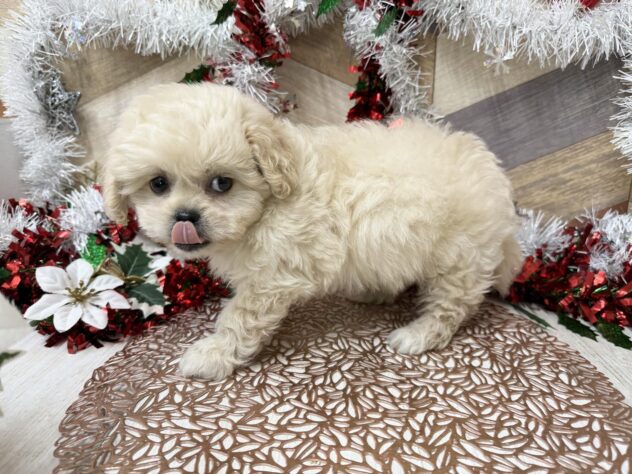 高知県のハーフ犬・ミックス犬 (ワンキャラット アミーゴ高知店/2025年10月14日生まれ/女の子/クリーム)の子犬の4枚目の画像