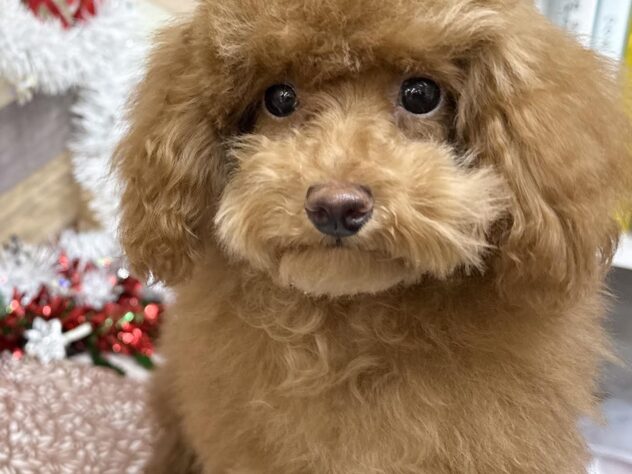 高知県のトイプードル(トイ) (ワンキャラット アミーゴ高知店/2025年7月23日生まれ/女の子/レッド)の子犬の1枚目の画像