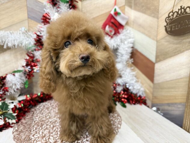 高知県のトイプードル(トイ) (ワンキャラット アミーゴ高知店/2025年7月23日生まれ/女の子/レッド)の子犬の4枚目の画像