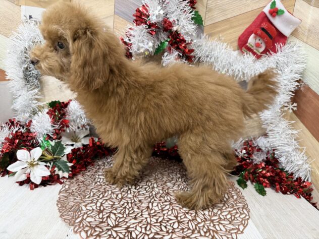 高知県のトイプードル(トイ) (ワンキャラット アミーゴ高知店/2025年7月23日生まれ/女の子/レッド)の子犬の4枚目の画像