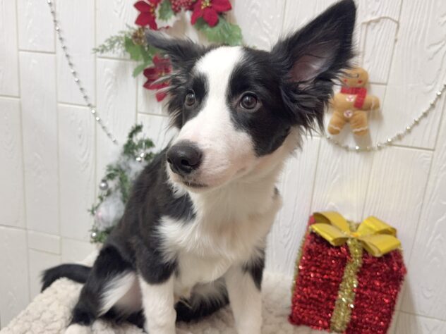 兵庫県のボーダーコリー (ワンキャラット アミーゴ姫路飾磨店/2025年7月8日生まれ/男の子/ブラックホワイト)の子犬の4枚目の画像