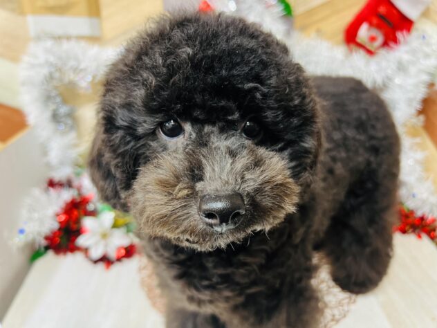 高知県のトイプードル(トイ) (ワンキャラット アミーゴ高知店/2025年5月6日生まれ/女の子/ブラック)の子犬の4枚目の画像