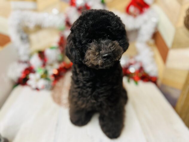 高知県のトイプードル(トイ) (ワンキャラット アミーゴ高知店/2025年5月6日生まれ/女の子/ブラック)の子犬の4枚目の画像