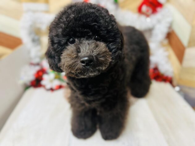 高知県のトイプードル(トイ) (ワンキャラット アミーゴ高知店/2025年5月6日生まれ/女の子/ブラック)の子犬の3枚目の画像