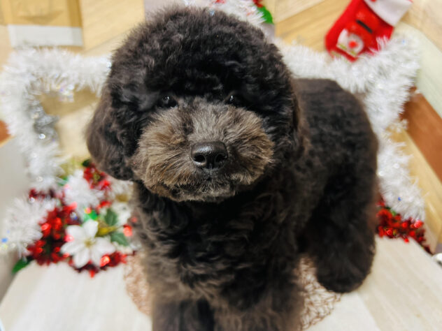 高知県のトイプードル(トイ) (ワンキャラット アミーゴ高知店/2025年5月6日生まれ/女の子/ブラック)の子犬の2枚目の画像