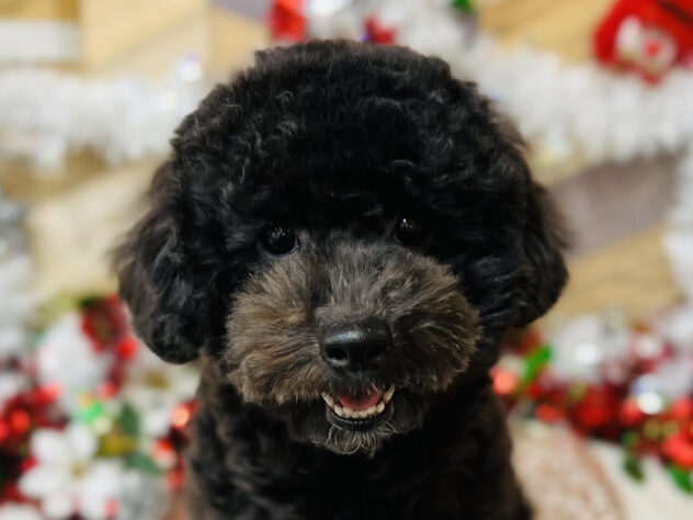 高知県のトイプードル(トイ) (ワンキャラット アミーゴ高知店/2025年5月6日生まれ/女の子/ブラック)の子犬の1枚目の画像