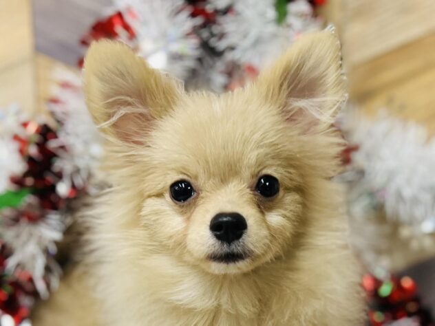 高知県のポメラニアン (ワンキャラット アミーゴ高知店/2025年6月8日生まれ/男の子/クリーム)の子犬