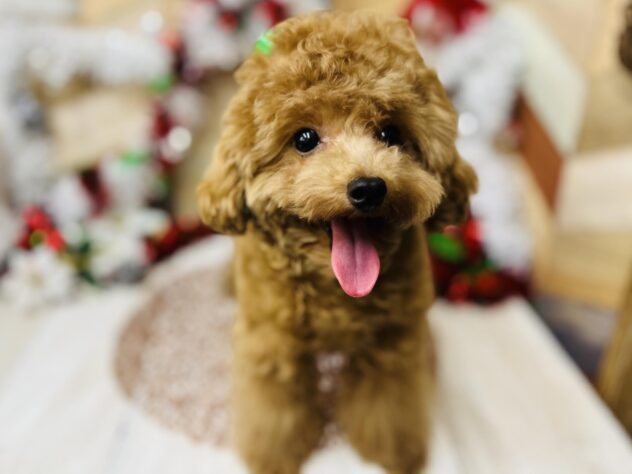 高知県のトイプードル(トイ) (ワンキャラット アミーゴ高知店/2025年4月8日生まれ/男の子/レッド)の子犬の2枚目の画像