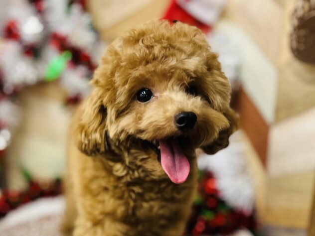 高知県のトイプードル(トイ) (ワンキャラット アミーゴ高知店/2025年4月8日生まれ/男の子/レッド)の子犬の3枚目の画像