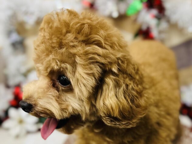 高知県のトイプードル(トイ) (ワンキャラット アミーゴ高知店/2025年4月8日生まれ/男の子/レッド)の子犬の4枚目の画像