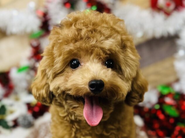 高知県のトイプードル(トイ) (ワンキャラット アミーゴ高知店/2025年4月8日生まれ/男の子/レッド)の子犬の1枚目の画像