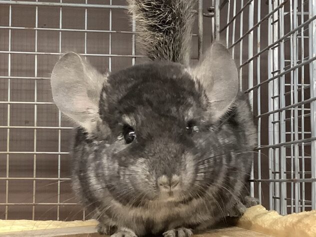 チンチラ グレーエボニー 2025.11.6入荷 | ペットワールド アミーゴ