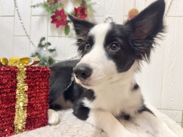 兵庫県のボーダーコリー (ワンキャラット アミーゴ姫路飾磨店/2025年7月8日生まれ/男の子/ブラックホワイト)の子犬の3枚目の画像