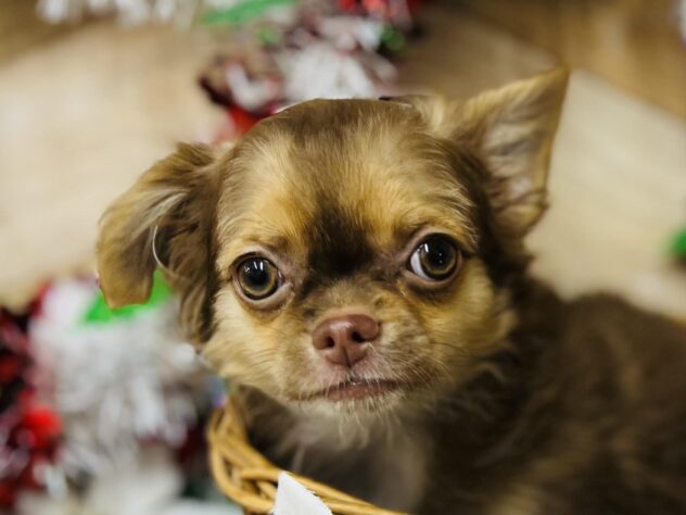 高知県のチワワ(ロング) (ワンキャラット アミーゴ高知店/2025年8月17日生まれ/女の子/チョコレートタンホワイト)の子犬