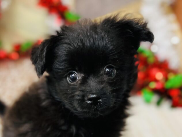 高知県のハーフ犬・ミックス犬 (ワンキャラット アミーゴ高知店/2025年10月24日生まれ/女の子/ブラック)の子犬