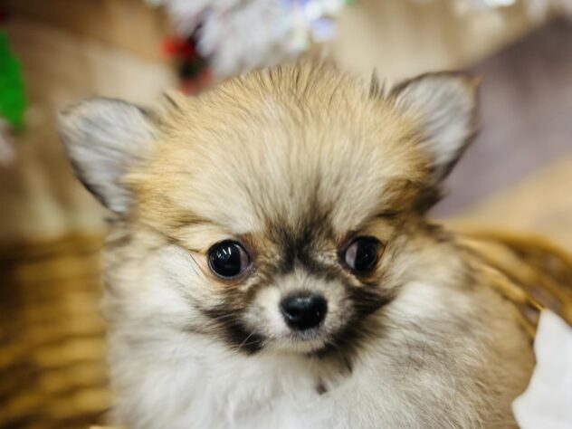 高知県のハーフ犬・ミックス犬 (ワンキャラット アミーゴ高知店/2025年9月17日生まれ/男の子/フォーン)の子犬