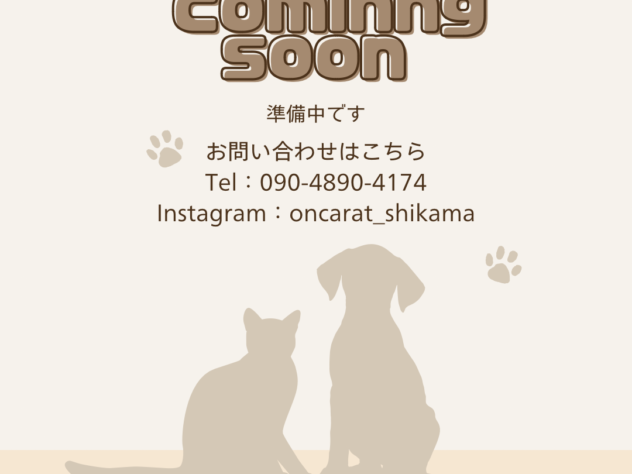 兵庫県のハーフ犬・ミックス犬 (ワンキャラット アミーゴ姫路飾磨店/2025年7月31日生まれ/女の子/ホワイト)の子犬