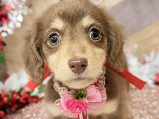 高知県のミニチュアダックスフンド(ロング) (ワンキャラット アミーゴ高知店/2025年10月21日生まれ/女の子/チョコレートイエロー)の子犬