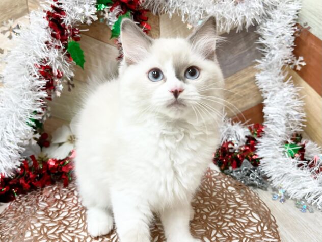 高知県のマンチカン (ワンキャラット アミーゴ高知店/2025年10月4日生まれ/女の子/ブルーポイントホワイト)の子猫の2枚目の画像