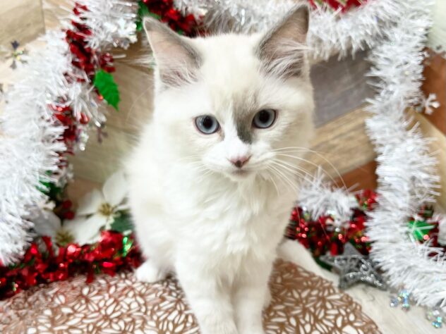 高知県のマンチカン (ワンキャラット アミーゴ高知店/2025年10月4日生まれ/女の子/ブルーポイントホワイト)の子猫の3枚目の画像