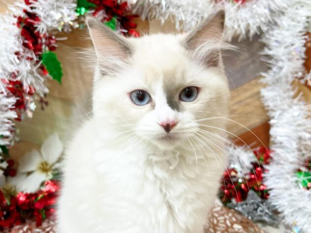 高知県のマンチカン (ワンキャラット アミーゴ高知店/2025年10月4日生まれ/女の子/ブルーポイントホワイト)の子猫の1枚目の画像