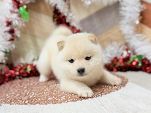 高知県の豆柴 (ワンキャラット アミーゴ高知店/2025年10月25日生まれ/男の子/白)の子犬の3枚目の画像