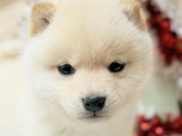 高知県の豆柴 (ワンキャラット アミーゴ高知店/2025年10月25日生まれ/男の子/白)の子犬の1枚目の画像